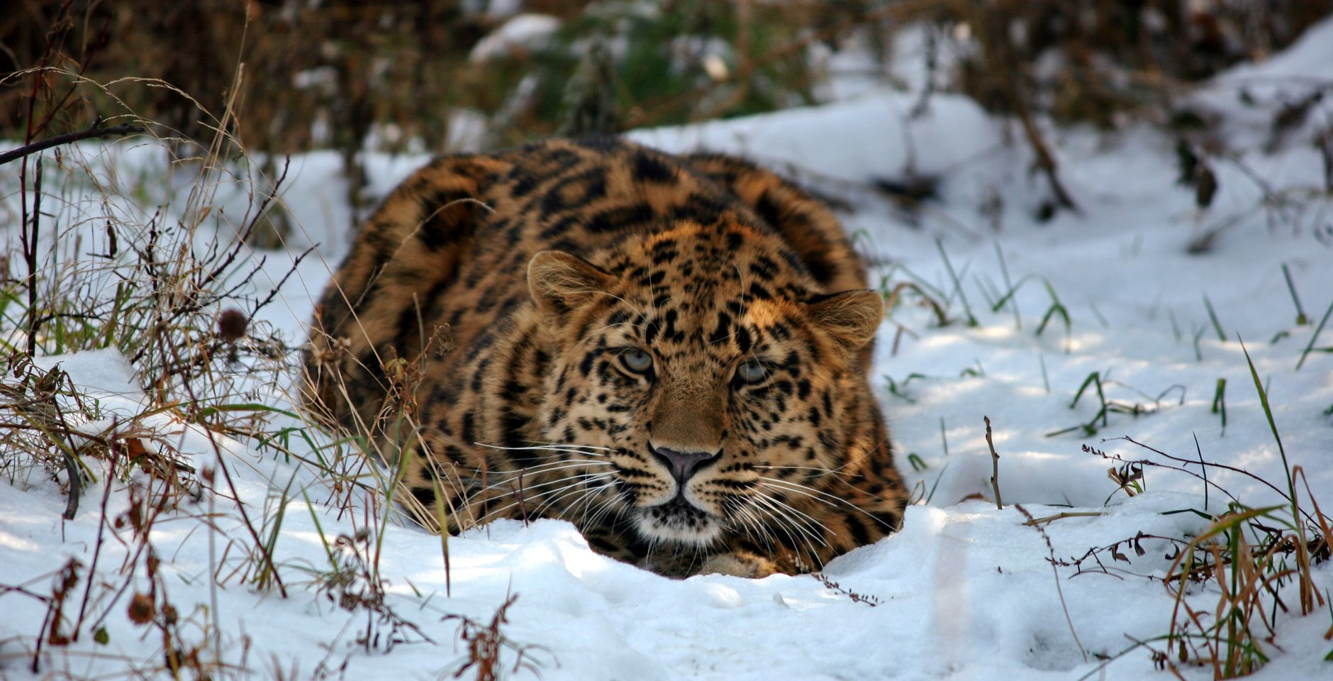 Животное